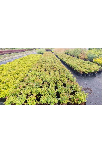 Спірея японська Голдфлейм - 5л/вис.40-50см/Ø30-40см